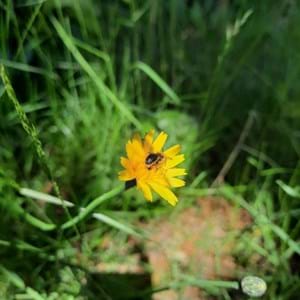 ALMINDELIG KONGEPEN. Den smukke, gule blomst blomstrer fra juni til august. Bier og andre insekter elsker den, fordi den både indeholder nektar og pollen.