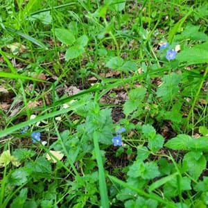 TVEÆGGET ÆRENPRIS. Den diskrete blålilla blomst kan du finde i haven fra maj til juni. 